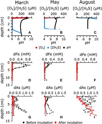 Cable Bacteria Activity Modulates Arsenic Release From Sediments in a Seasonally Hypoxic Marine Basin